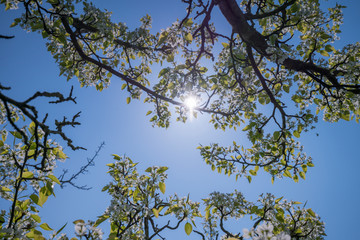 white spring blossoms of an apple tree with the sun behind