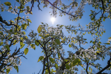 Fototapeta premium white spring blossoms of an apple tree with the sun behind