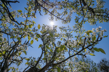 white spring blossoms of an apple tree with the sun behind