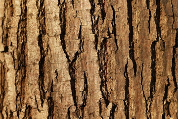 wooden texture background