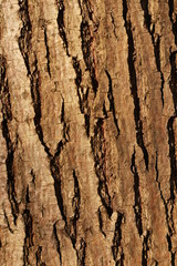 wooden texture background