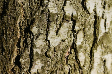 wooden texture background