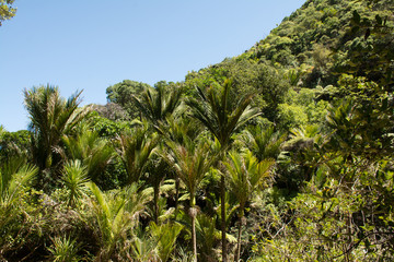 Obraz premium Palm forest under the deep blue sky of the wilderness of New Zealand