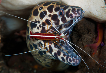 Incredible underwater world - moray at the 