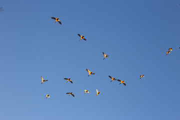 ducks fly south