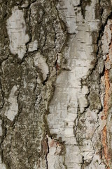 wooden texture background