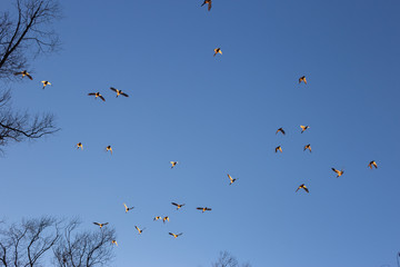 ducks fly south