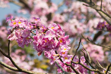 Cherry blossom in Bao Loc City