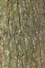 wooden texture background