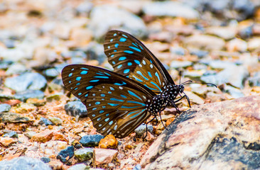 Fototapeta na wymiar Butterfly in the park 5