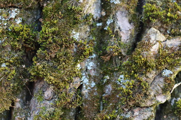 wooden texture background