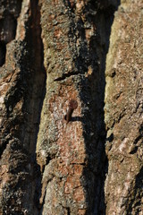 wooden texture background