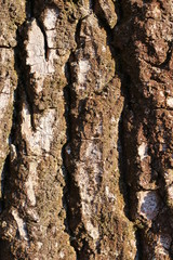wooden texture background