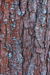 wooden texture background