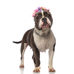 cute american bully wearing flowers headband standing