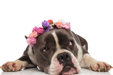 curious american bully with flowers headband looks to side