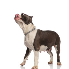 Obraz premium eager american bully licks nose and looks up to side