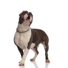 surprised american bully wearing necklace looks up to side