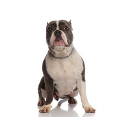 cute grey and white american bully lying and stretching