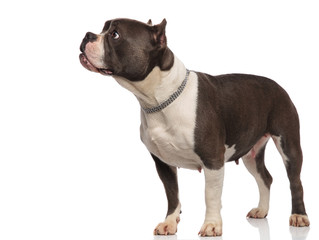 curious american bully stands and looks to side