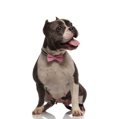 adorable panting american bully with pink bowtie looks to side