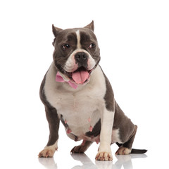 adorable american bully wearing pink bowtie looks down to side