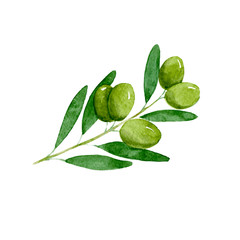 Fototapeta na wymiar Green olive. Hand drawn watercolor illustration isolated on white background. Vector