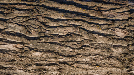 oak tree bark background texture