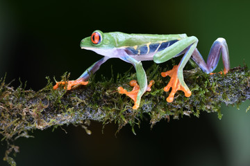 Red-Eyed Leaf Frog