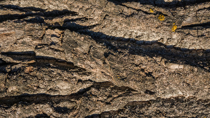 oak bark background texture macro
