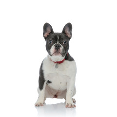 Fototapeta premium french bulldog puppy with red dog collar sitting