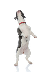 french bulldog standing on back legs