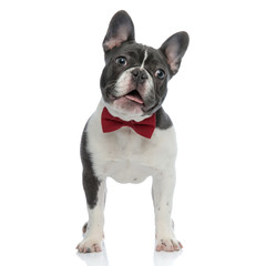 french bulldog with red bowtie looking away curious