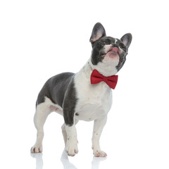french bulldog puppy with red bowtie standing with eyes closed