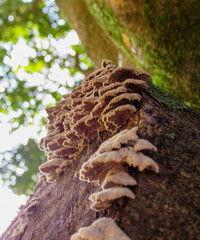 Many fungi on a tree branch in the middle of the forest on a summer day