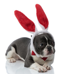 Fototapeta premium french bulldog wearing a red bowtie and red rabbit ears