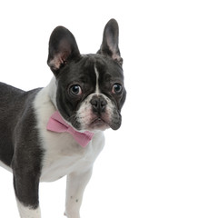 french bulldog wearing a pink bowtie