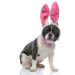 Fototapeta premium french bulldog wearing a pink bowtie and rabbit ears