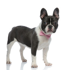 french bulldog wearing a pink bowtie