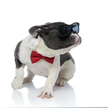 french bulldog with red bowtie and black sunglasses