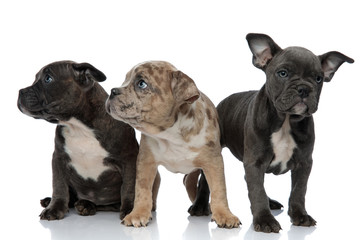 Obraz premium 3 American bully dogs sitting and standing together looking away