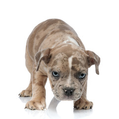 American bully puppy standing and looking curiously