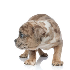 shy American bully puppy standing and looking curiously to side