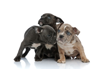 3 American bully dogs laying and standing together sniffing