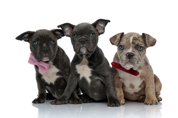 3 American bully dogs with pink and red bowties sitting