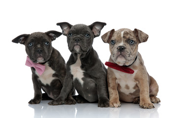 3 American bully dogs with pink and red bowties sitting