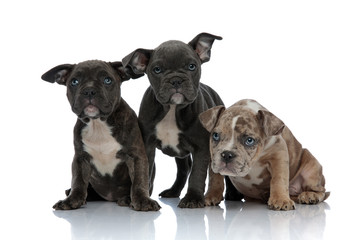 3 American bully dogs laying and standing together