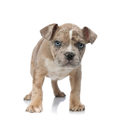 American bully puppy standing and looking curiously