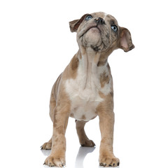 American bully puppy standing and looking up curiously