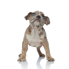 Obraz premium American bully puppy standing and looking up curiously